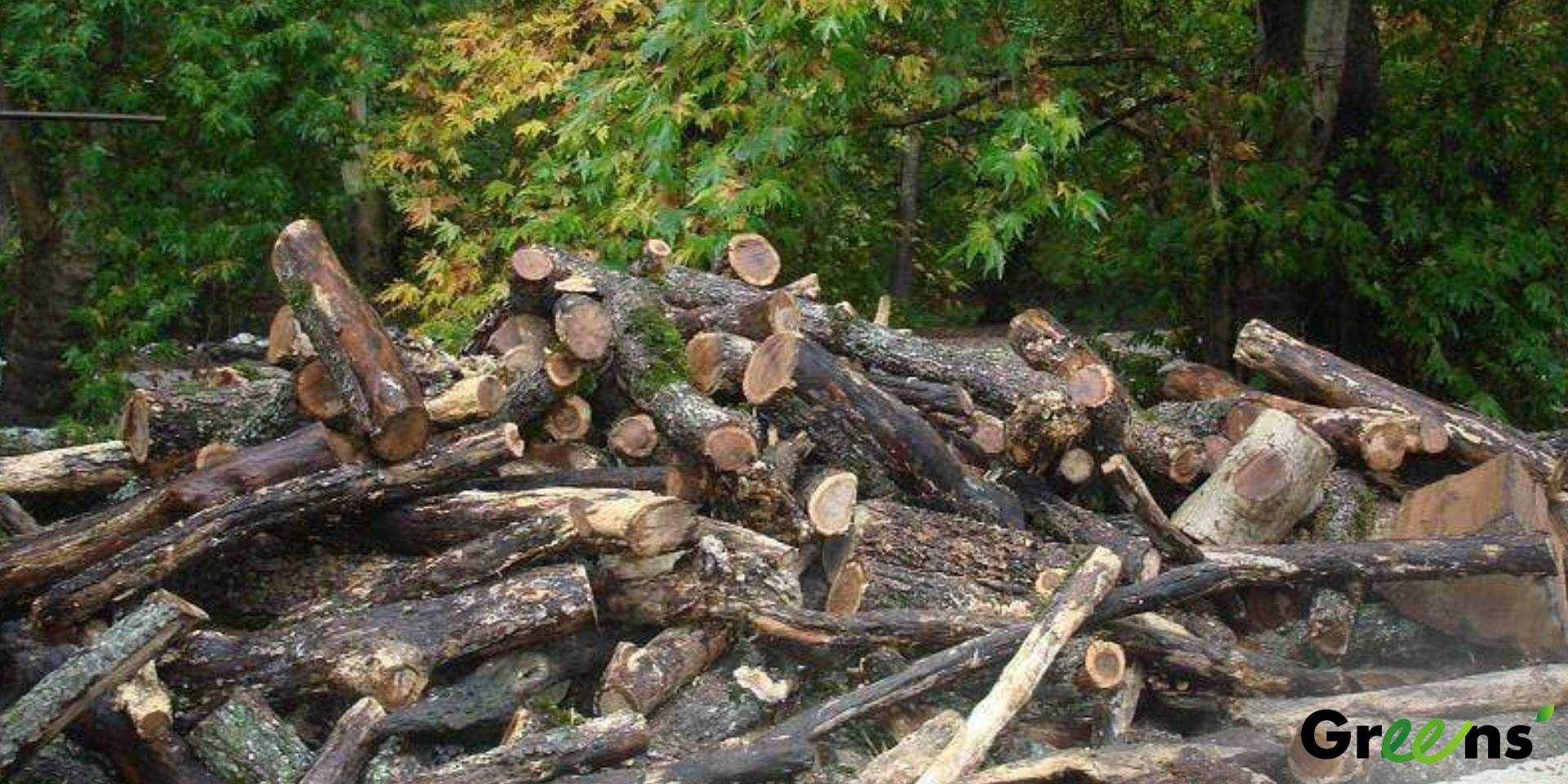 Բնապահպանական ծանր խախտումներ և 114 մլն դրամի վնաս «Թումանյանի անտառտնտեսությունում». գործն ուղարկվել է Քննչական կոմիտե